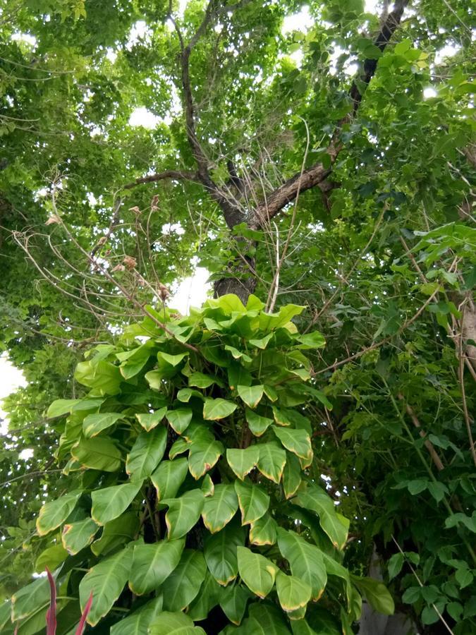 Sor Kor Sor Resort Sattahip Bagian luar foto